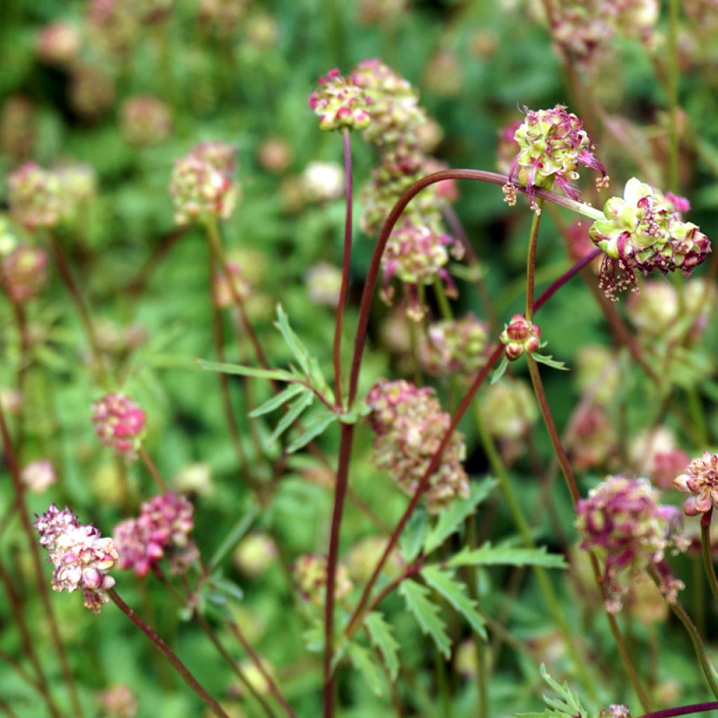 Sanguisorba minor - Petite Pimprenelle