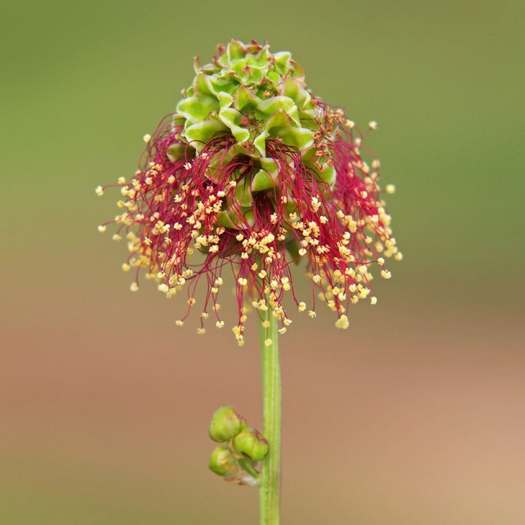Sanguisorba minor - Petite Pimprenelle