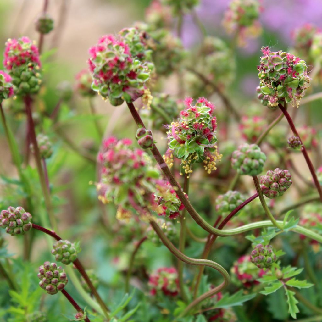 Sanguisorba minor - Petite Pimprenelle