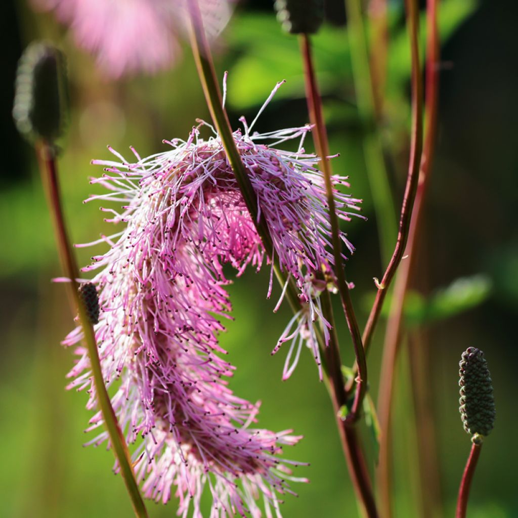 Sanguisorba obtusa - Pimprenelle japonaise