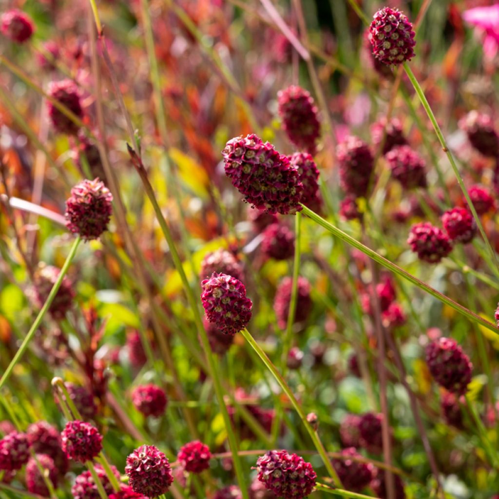 Sanguisorba officinalis Tanna - Grande Pimprenelle