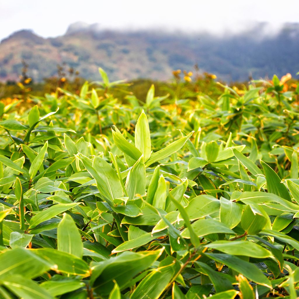 Sasa kurilensis - Bambou nain