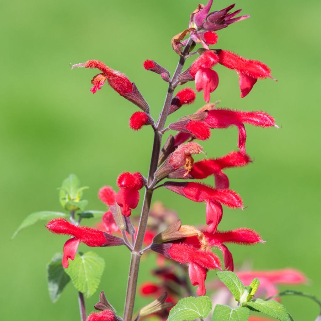 Sauge Ananas - Salvia elegans