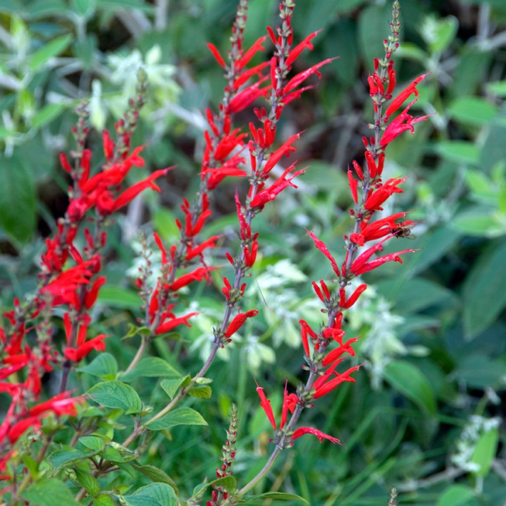 Sauge Ananas - Salvia elegans