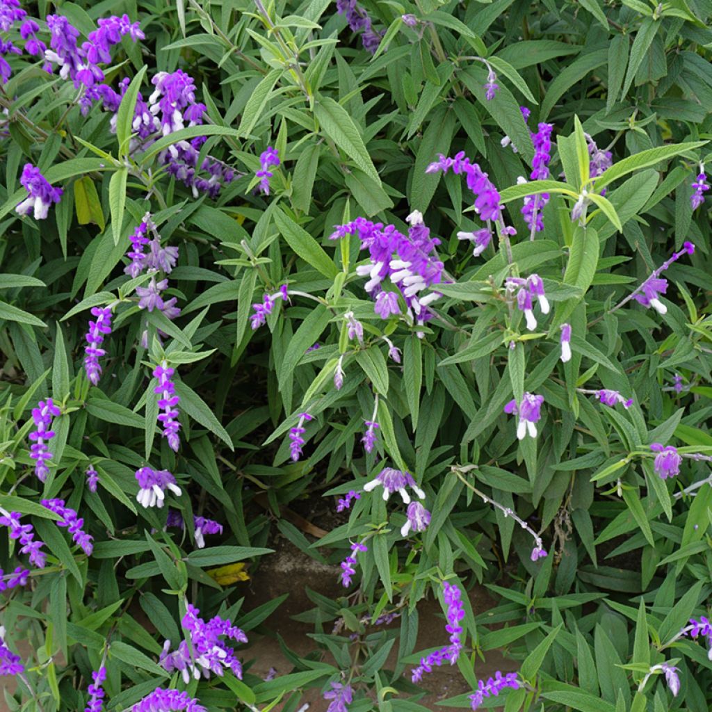 Sauge - Salvia leucantha