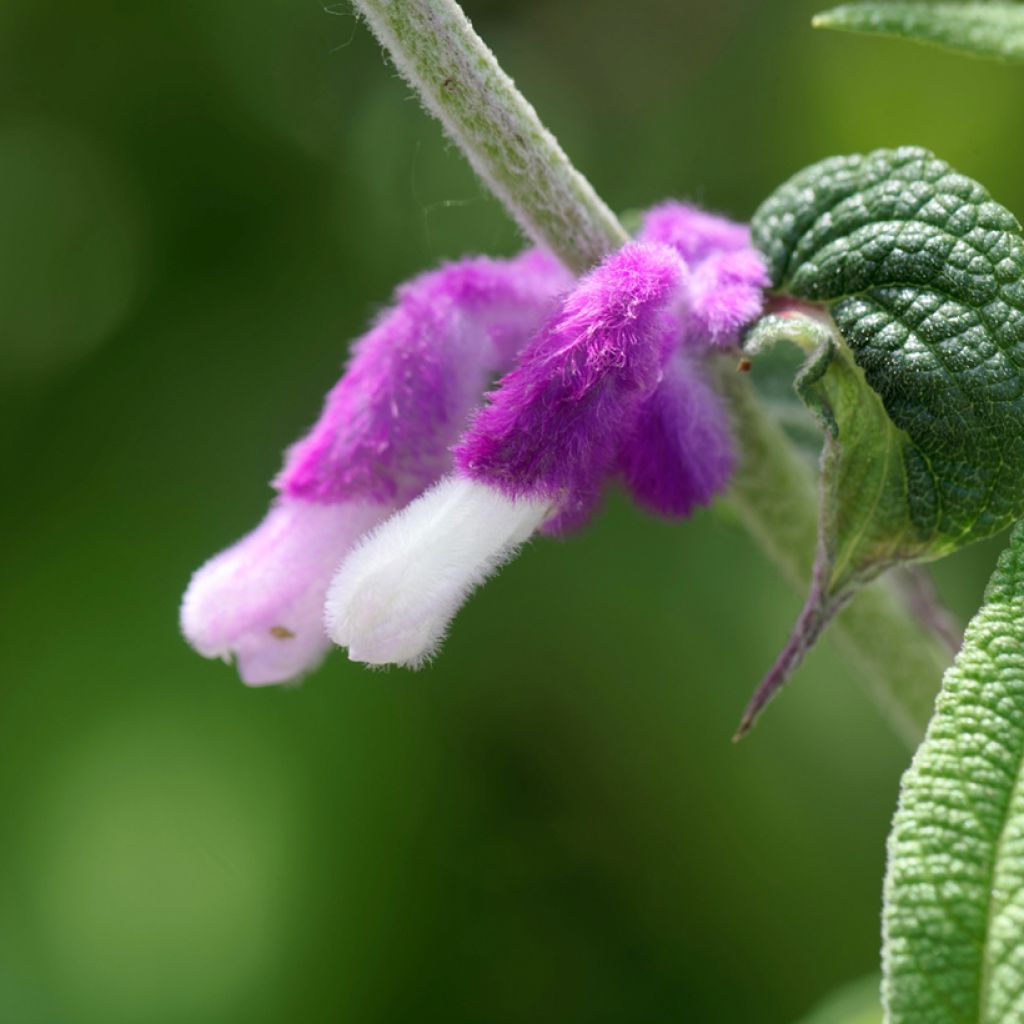 Sauge - Salvia leucantha