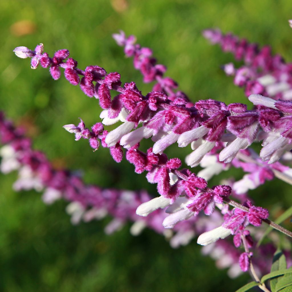 Sauge - Salvia leucantha