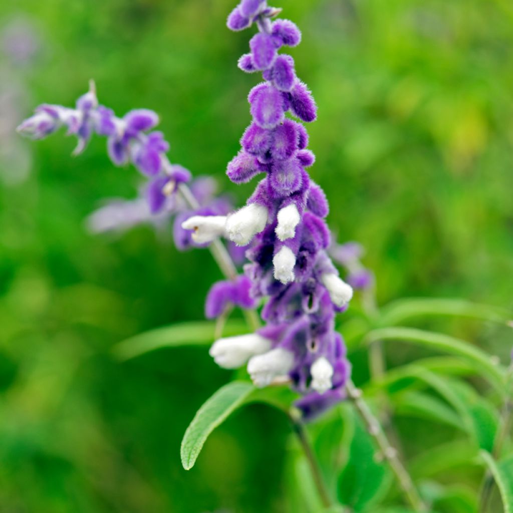 Sauge - Salvia leucantha