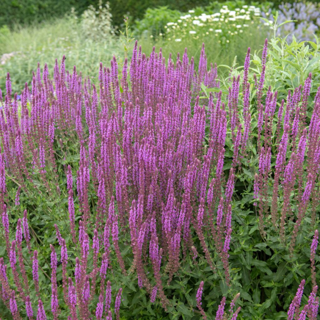 Sauge - Salvia nemorosa Amethyst
