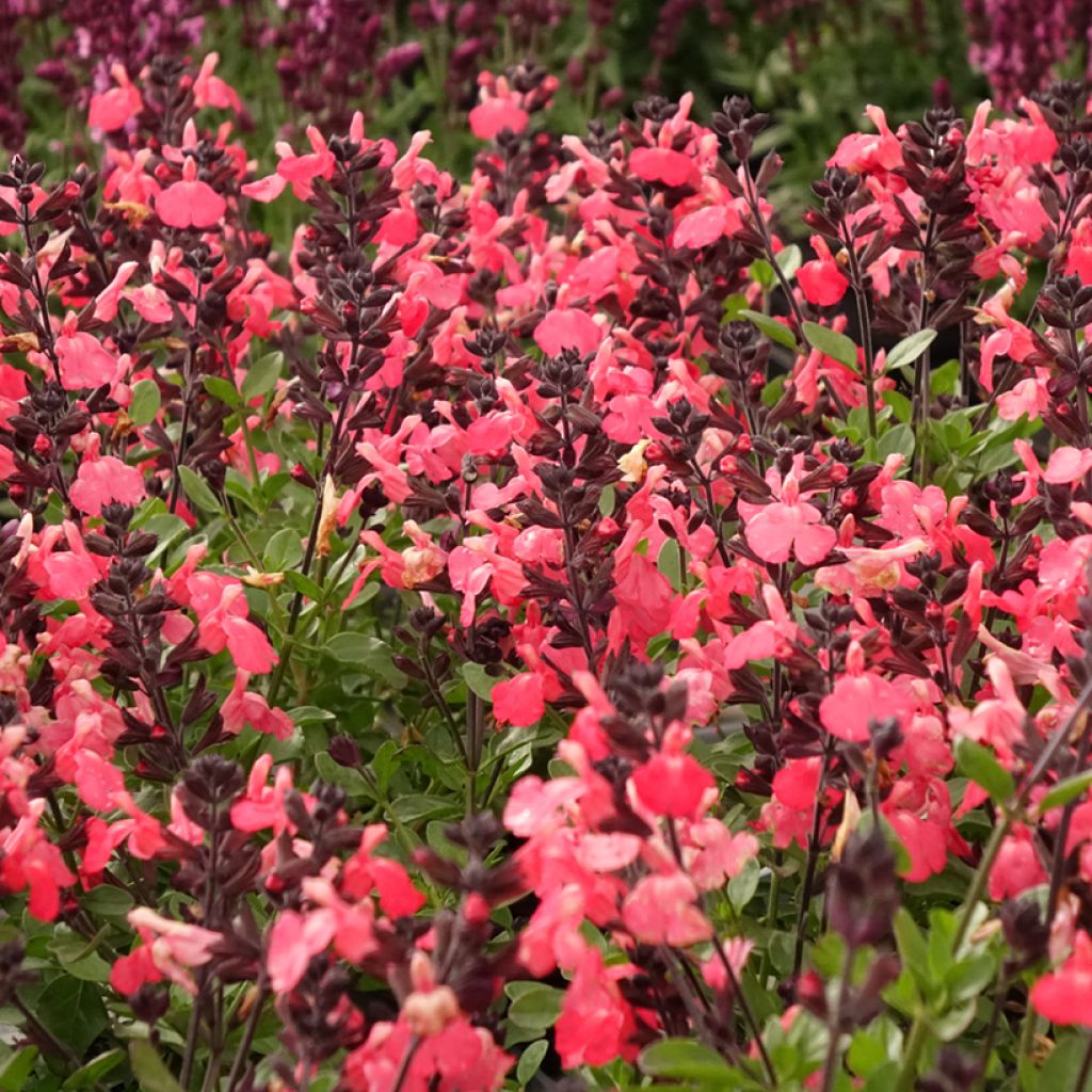 Sauge arbustive - Salvia greggii Mirage Salmon