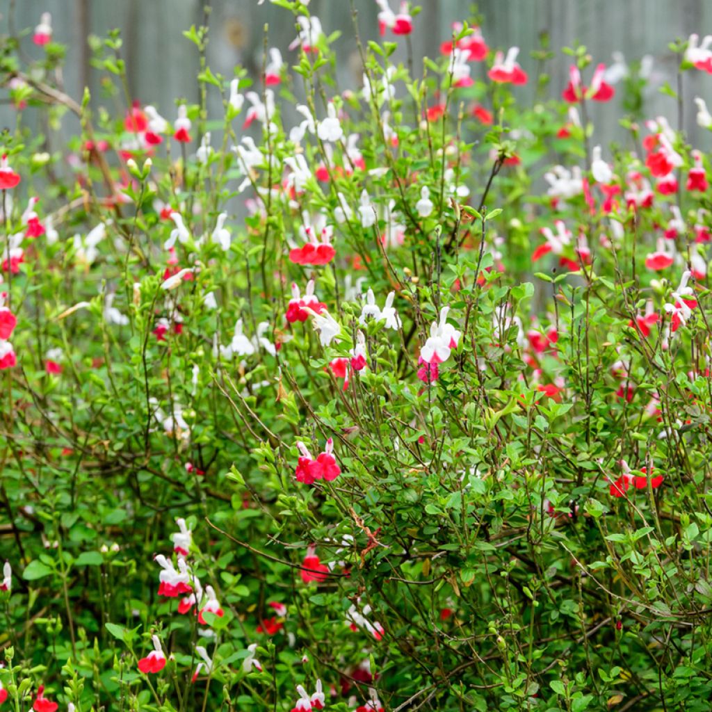Sauge arbustive - Salvia microphylla Hot Lips
