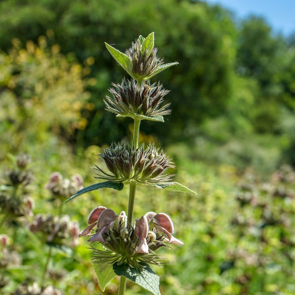 Sauge de Jerusalem - Phlomis samia