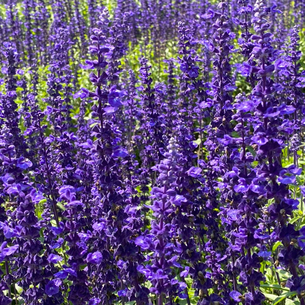 Sauge des bois - Salvia nemorosa Viola Klose