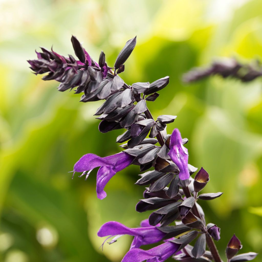 Sauge hybride Amistad violet - Salvia (x) guaranitica