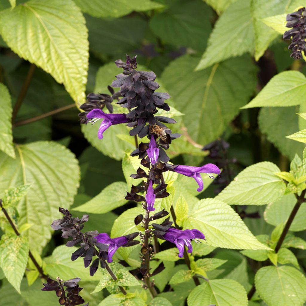 Sauge hybride Amistad violet - Salvia (x) guaranitica