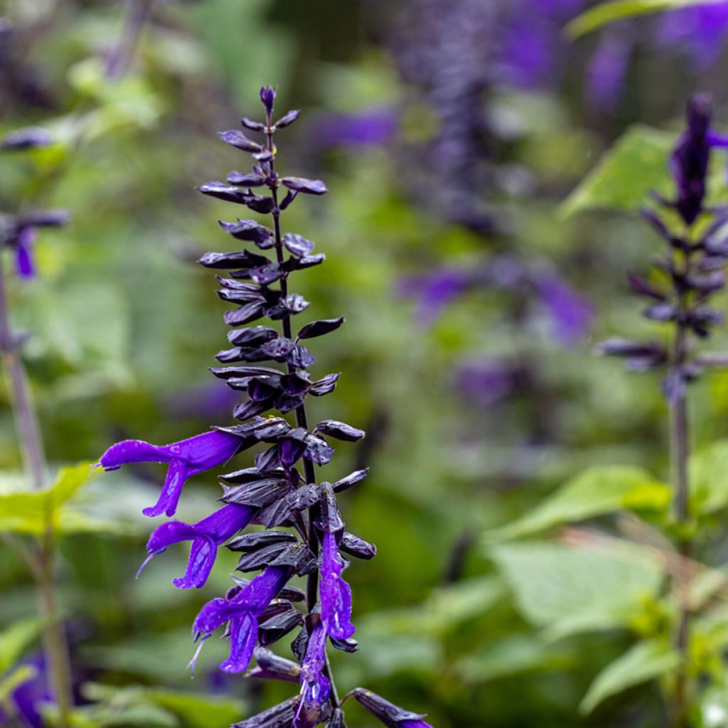 Sauge hybride Amistad violet - Salvia (x) guaranitica