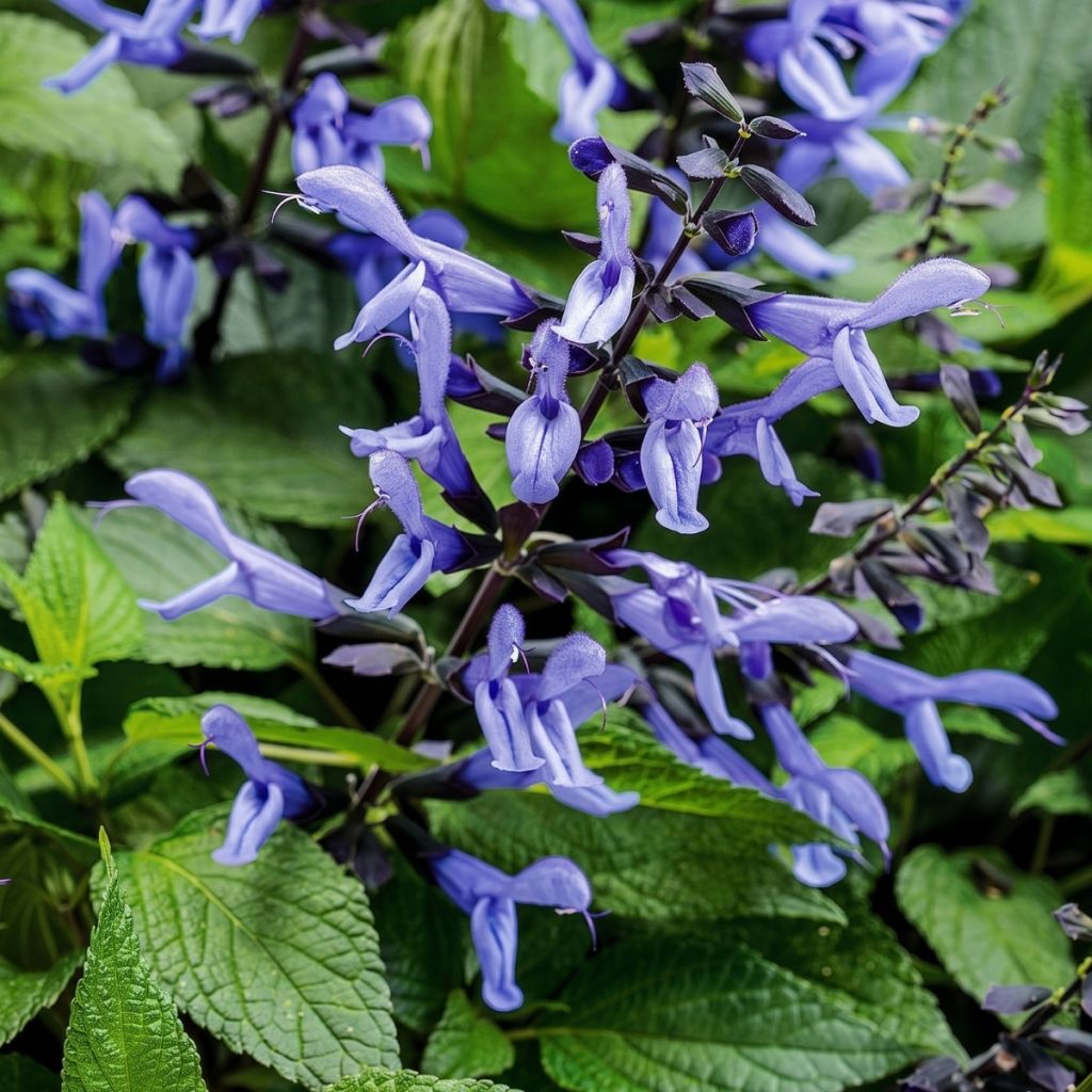 Sauge Rockin' Sky Blue