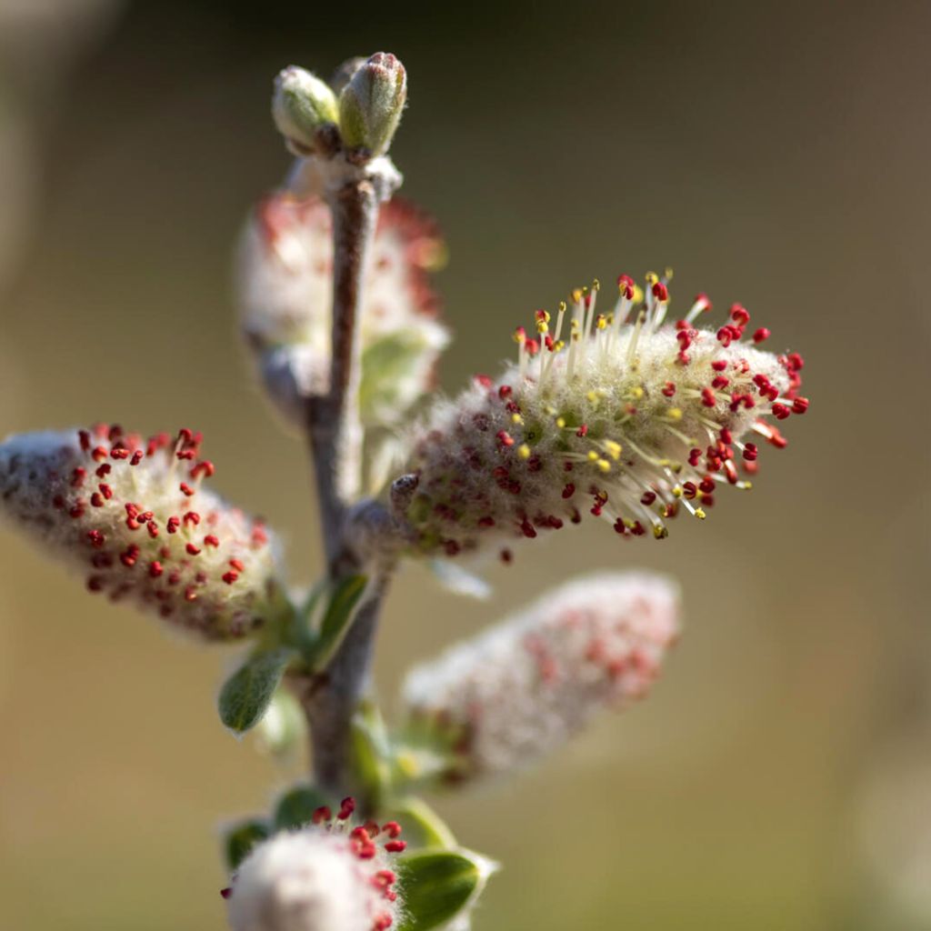 Saule tomenteux - Salix candida Iceberg Alley