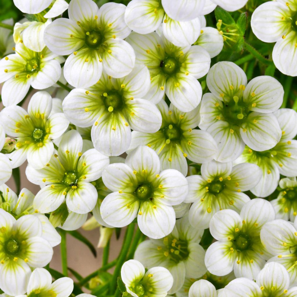 Saxifrage arendsii Pixie White - Gazon Turc
