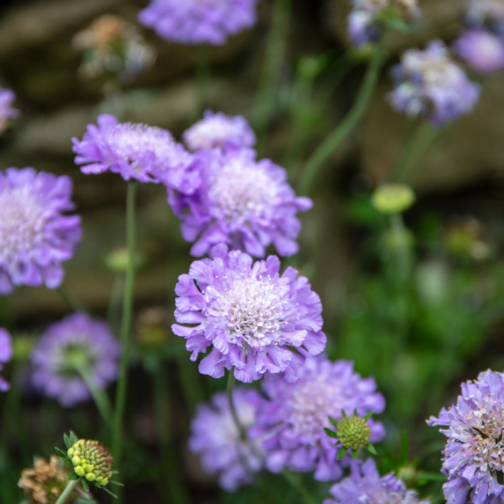 Scabieuse Butterfly Blue - Scabiosa