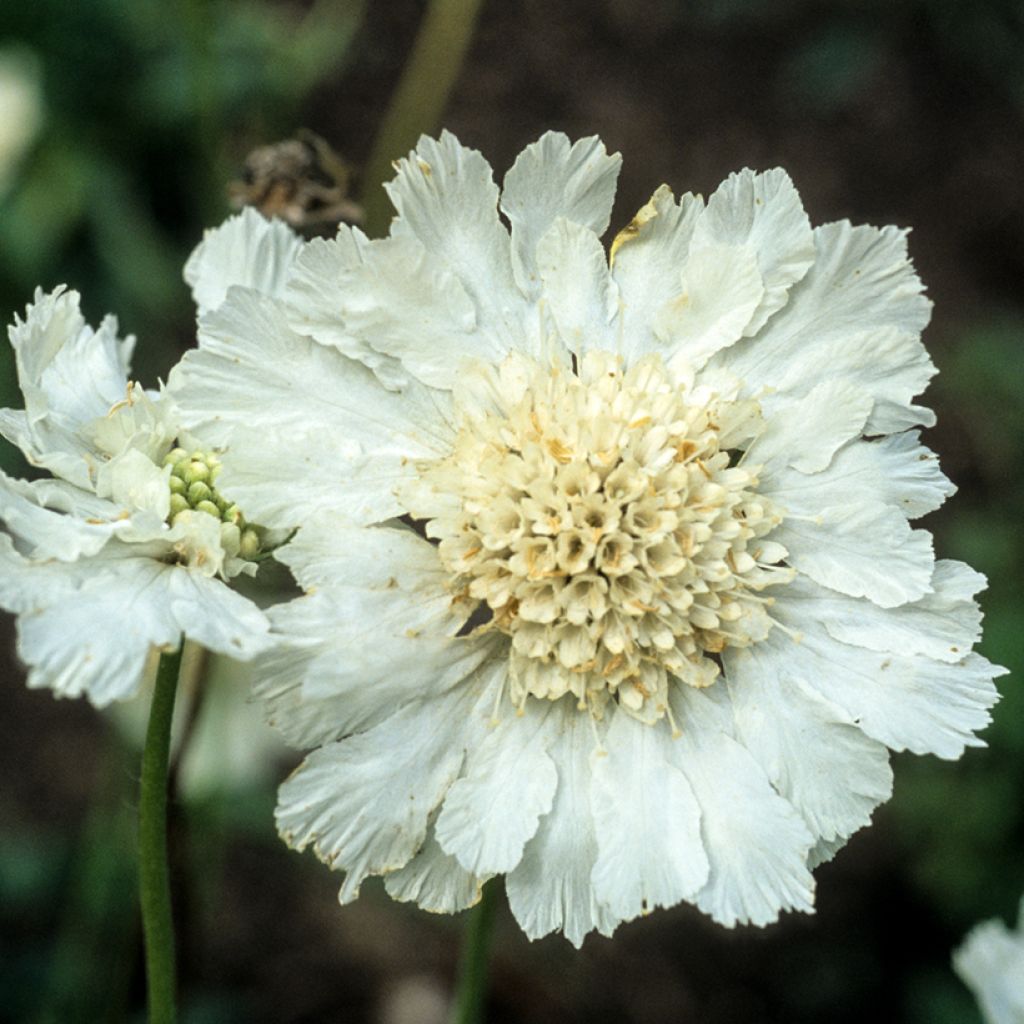 Scabieuse du Caucase - Scabiosa caucasica Alba