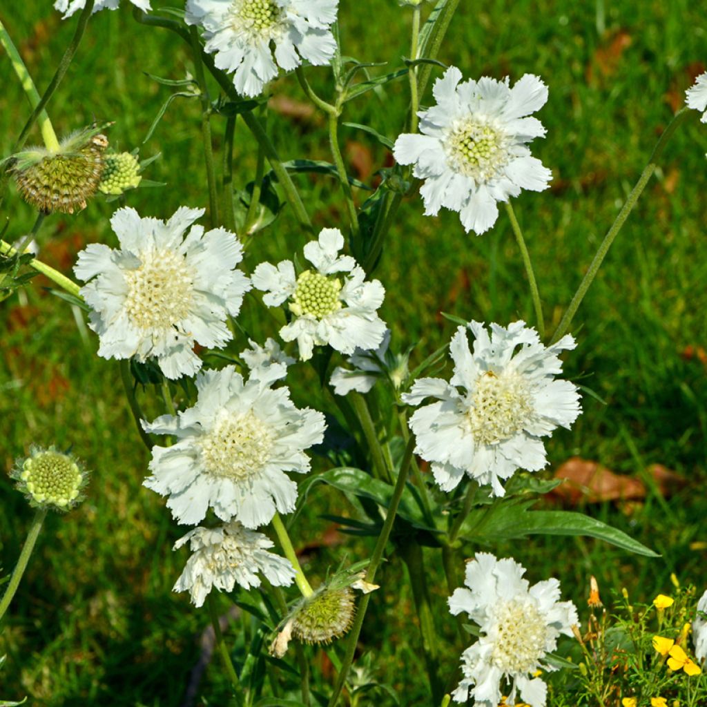 Scabieuse du Caucase - Scabiosa caucasica Alba