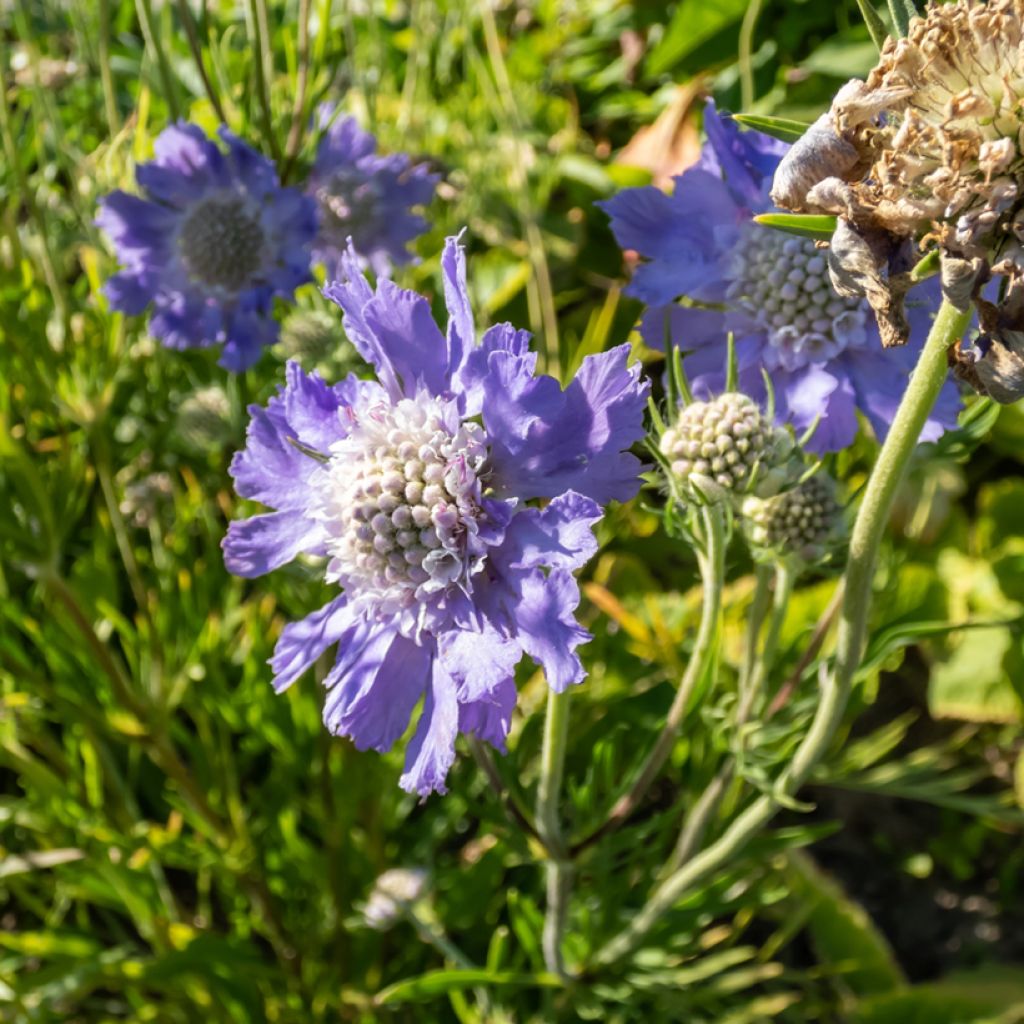 Scabieuse du Caucase - Scabiosa caucasica Perfecta