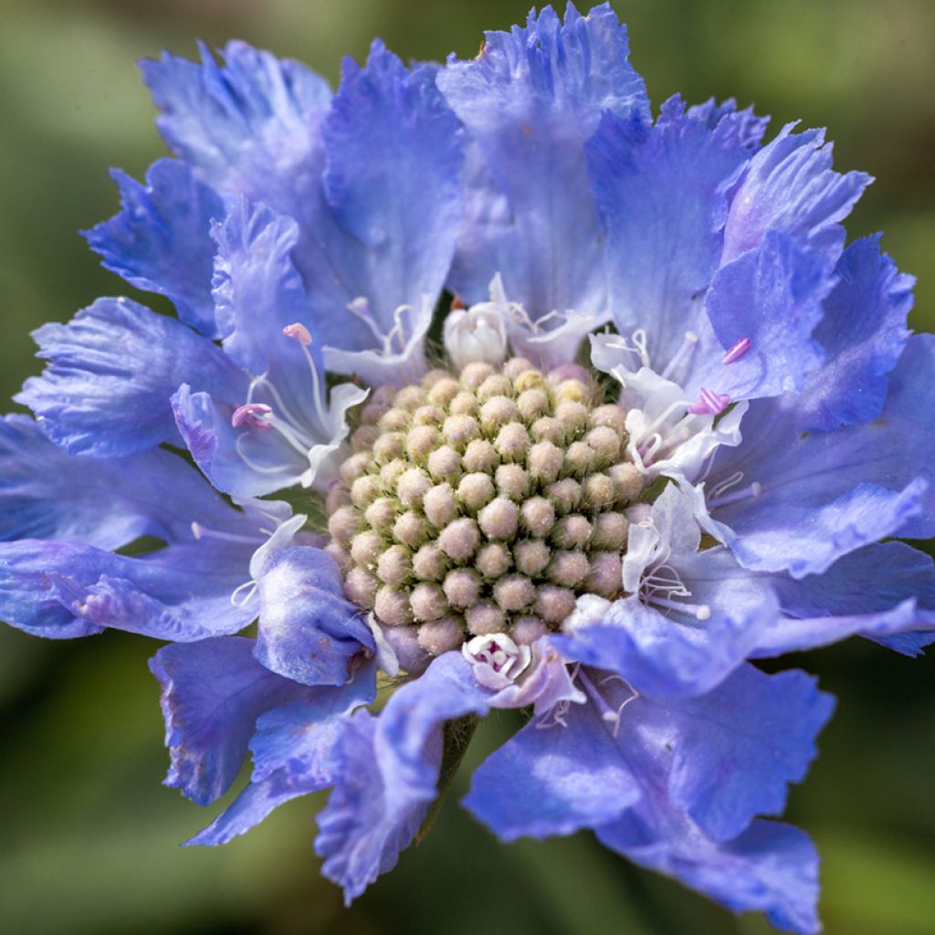 Scabieuse du Caucase - Scabiosa caucasica Perfecta