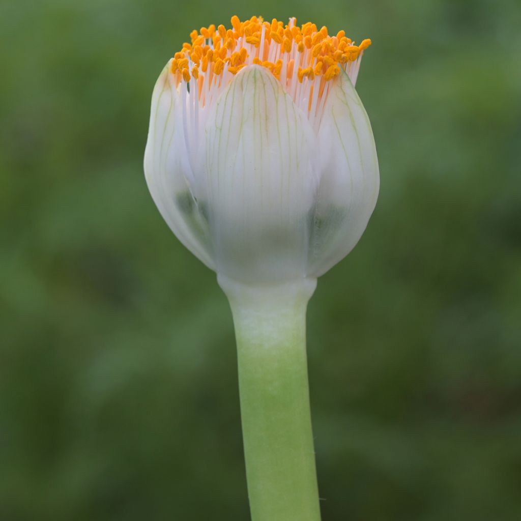Haemanthus albiflos