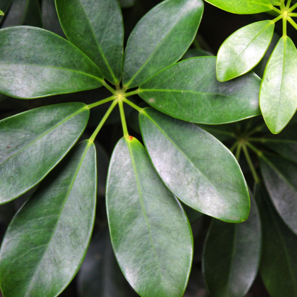 Schefflera arboricola