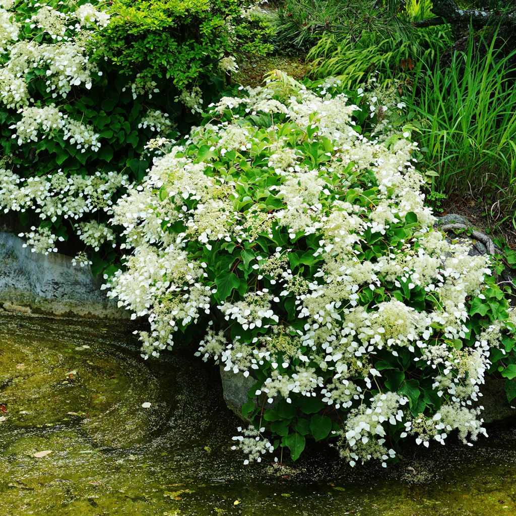 Schizophragma hydrangeoïdes
