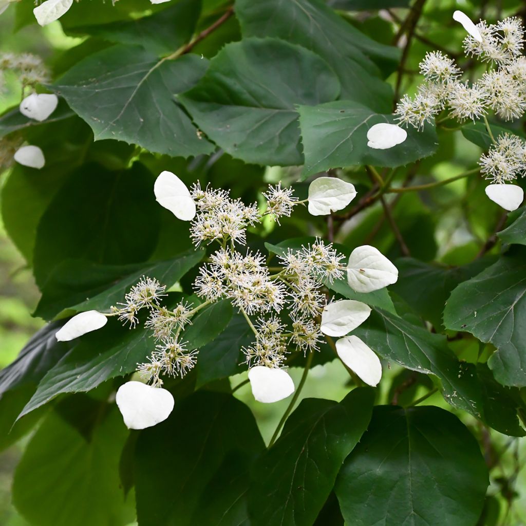 Schizophragma hydrangeoïdes
