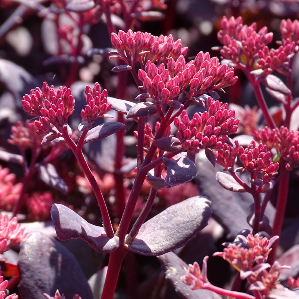 Sedum Chocolate Cherry - Orpin reprise