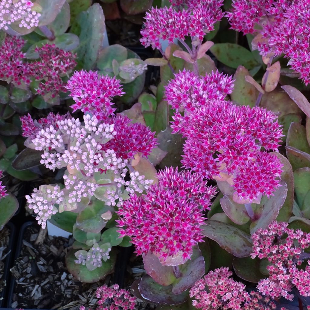 Sedum (Hylotelephium) Thunderhead - Orpin d'automne