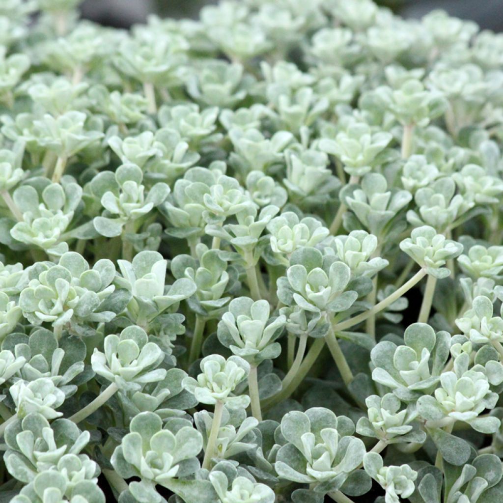 Sedum spathulifolium Cape Blanco - Orpin rampant