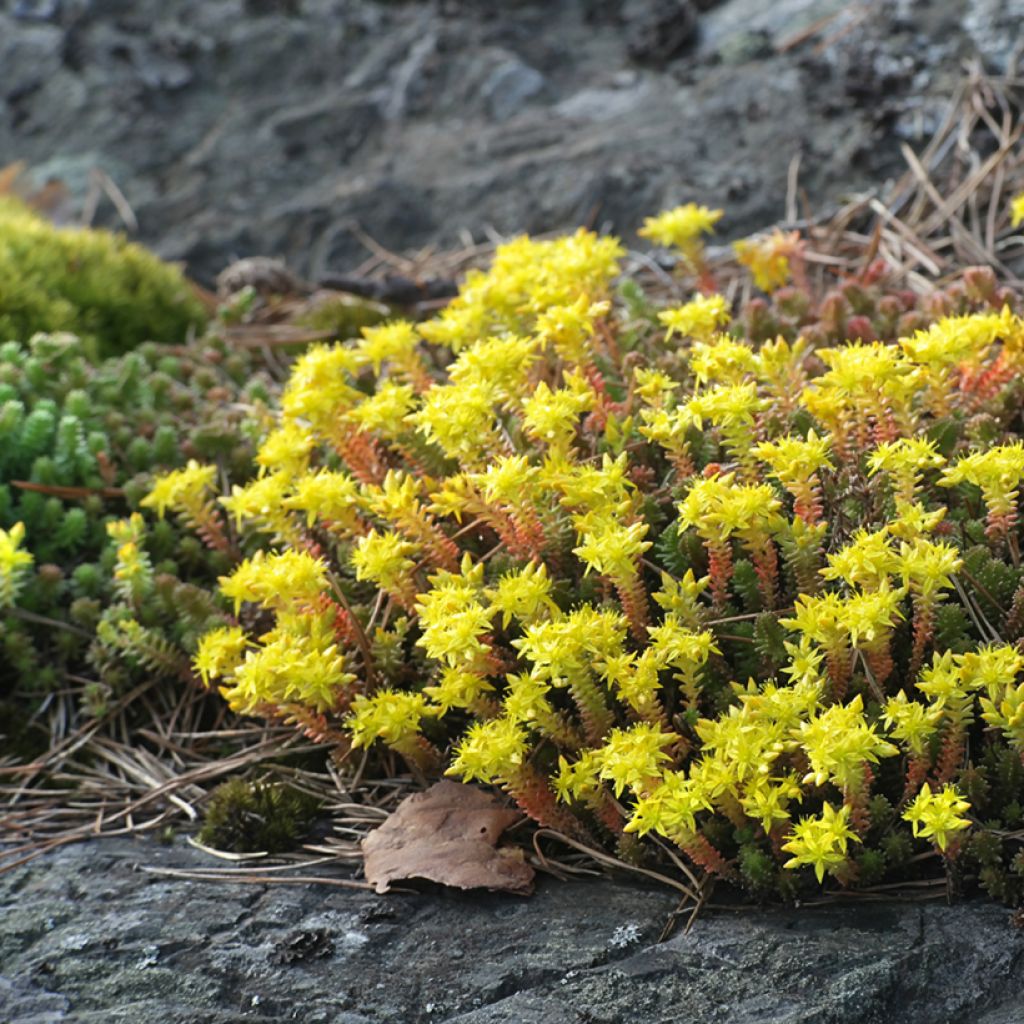 Graines de Sedum acre - Orpin jaune