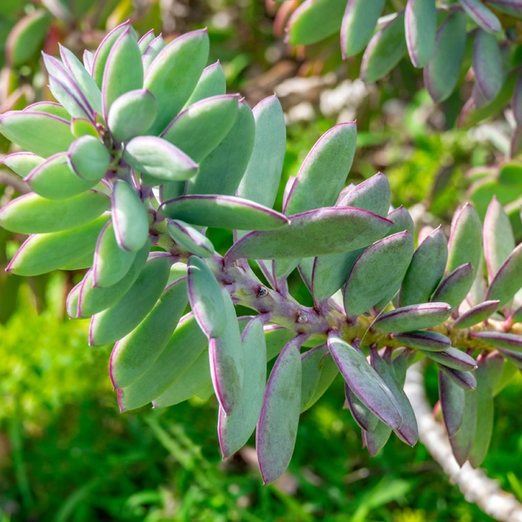 Senecio crassissimus