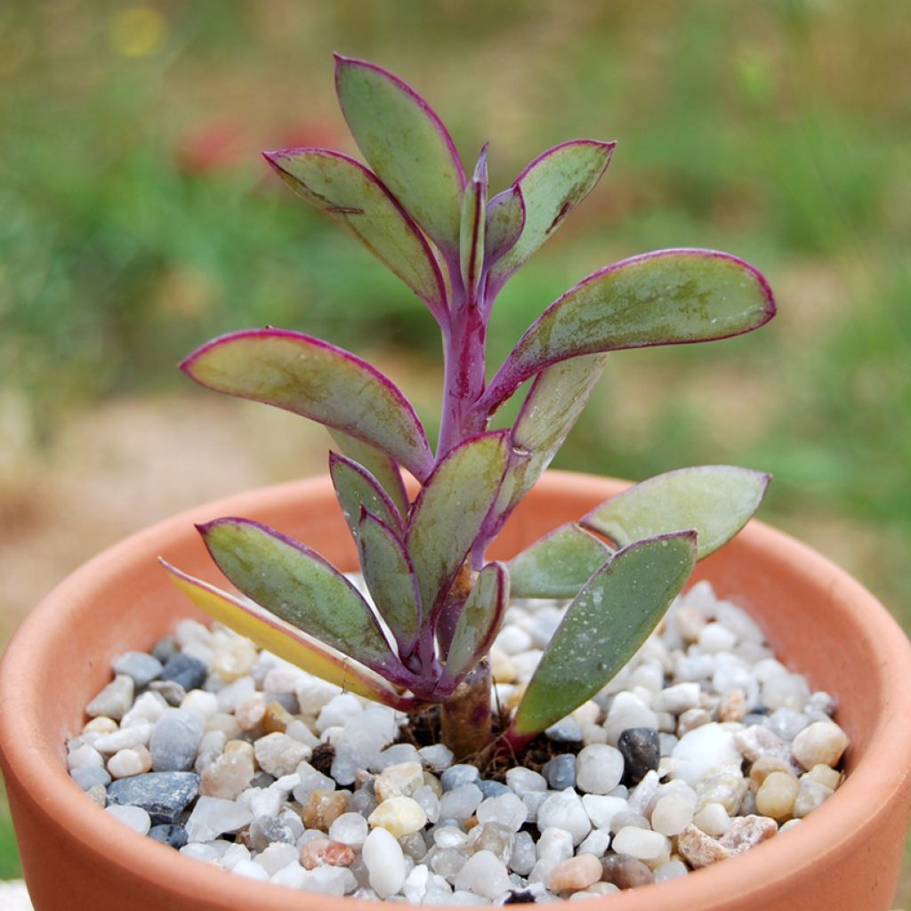 Senecio crassissimus