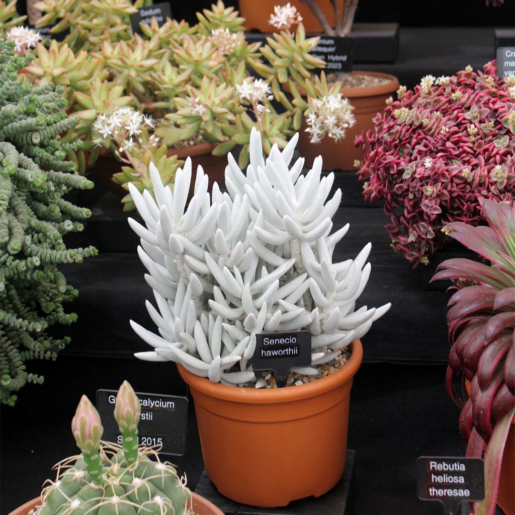 Senecio hawortii - Plante cocon