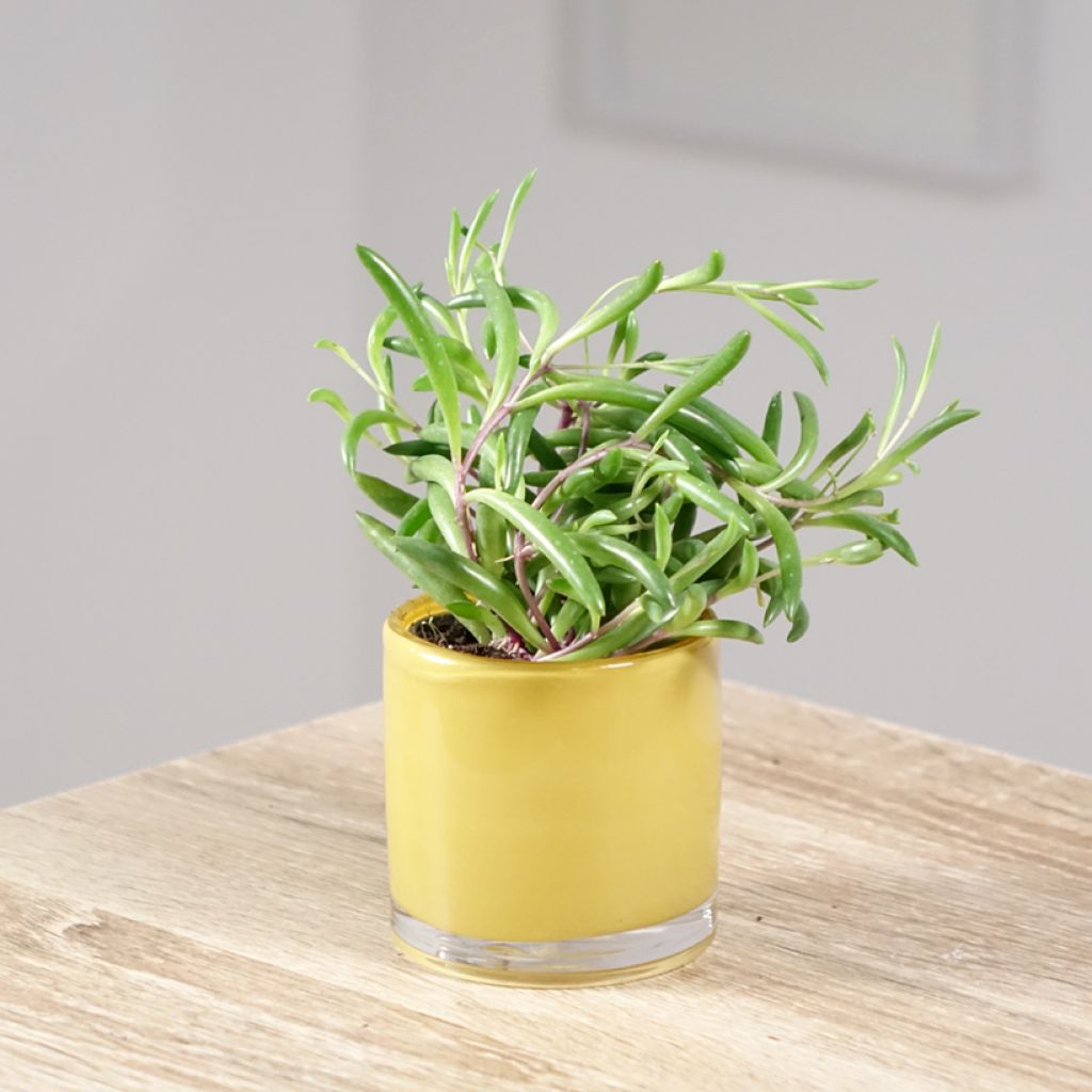 Senecio herreianus Purple Flush