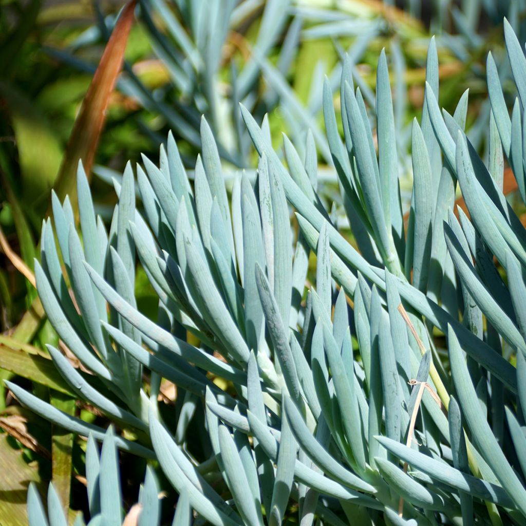 Senecio serpens - Plante succulente