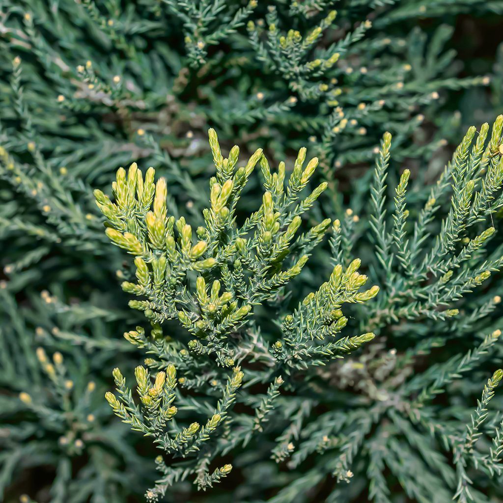 Sequoiadendron giganteum Vida Magical Mistery - Séquoia géant