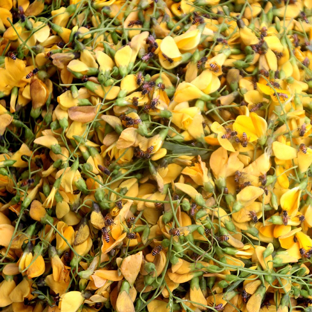 Sesbania javanica - Sesbanie de Java