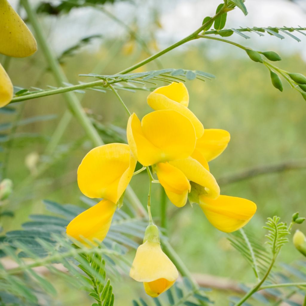 Sesbania javanica - Sesbanie de Java