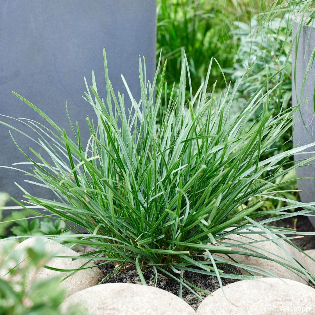 Sesleria heufleriana Blue Porcupine - Seslerie