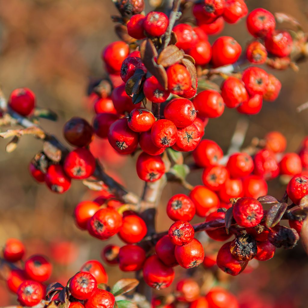 Shepherdia argentea - Shépherdie argentée