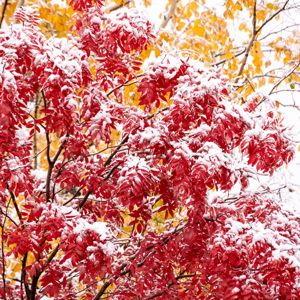 Sorbus wilfordii - Sorbier du Japon