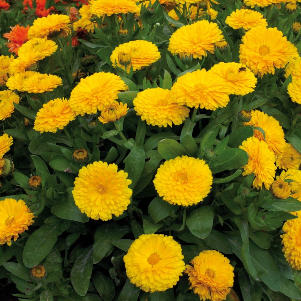 Souci des jardins Gitane Yellow - Calendula officinalis