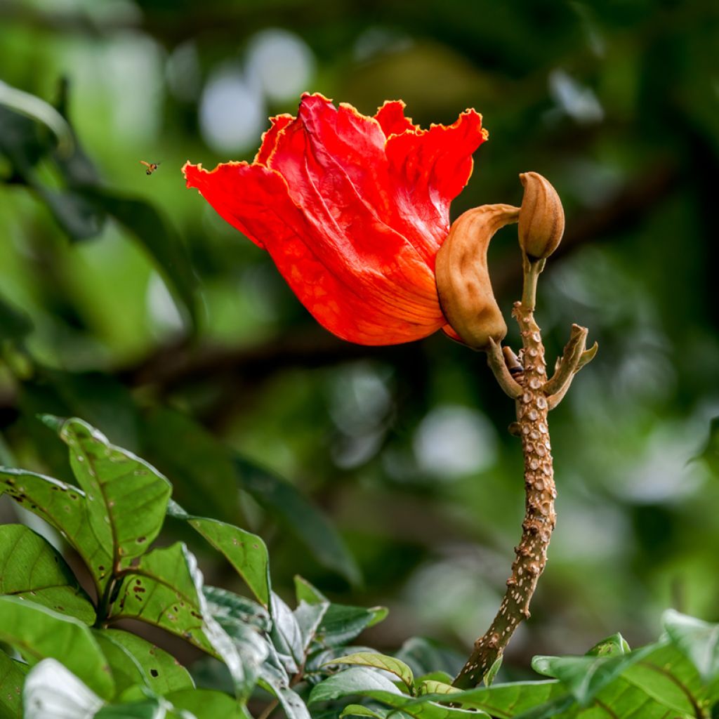 Spathodea campanulata - Tulipier du Gabon