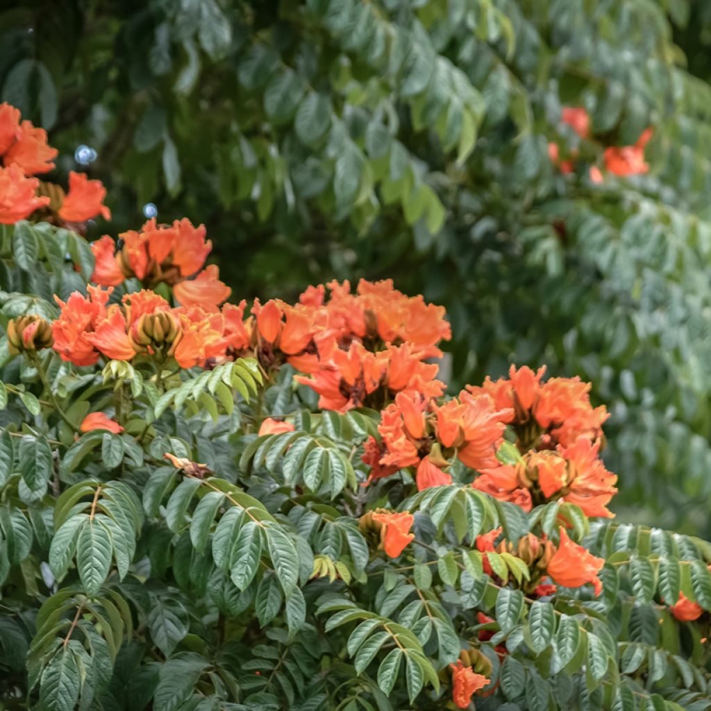Spathodea campanulata - Tulipier du Gabon